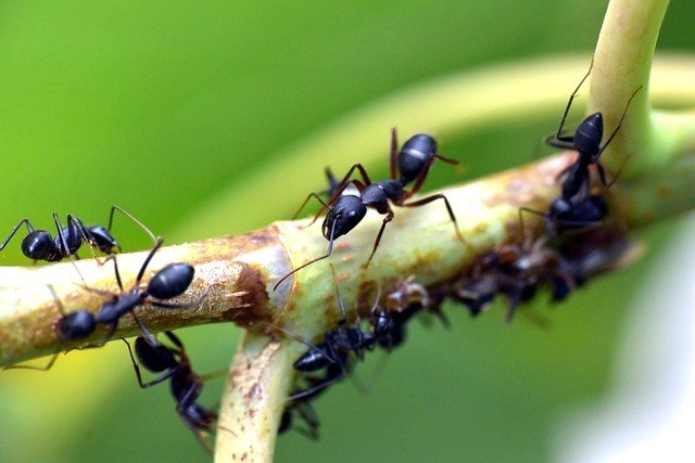 Wat mieren wél snappen: ‘wijsheid van de groep’ – 10 Minuten Jeugdjournaal